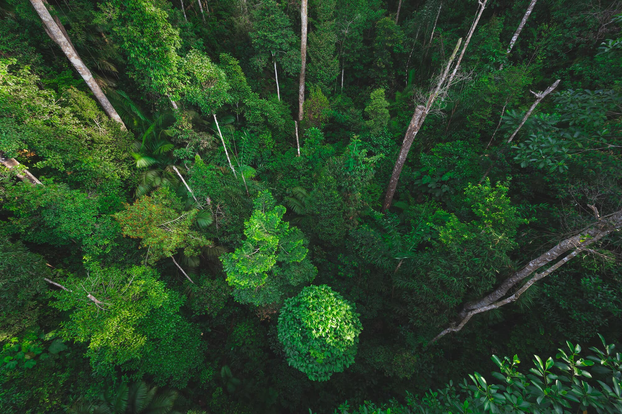 tropical-forest-natural-scene-with-canopy-tree-wild (2)