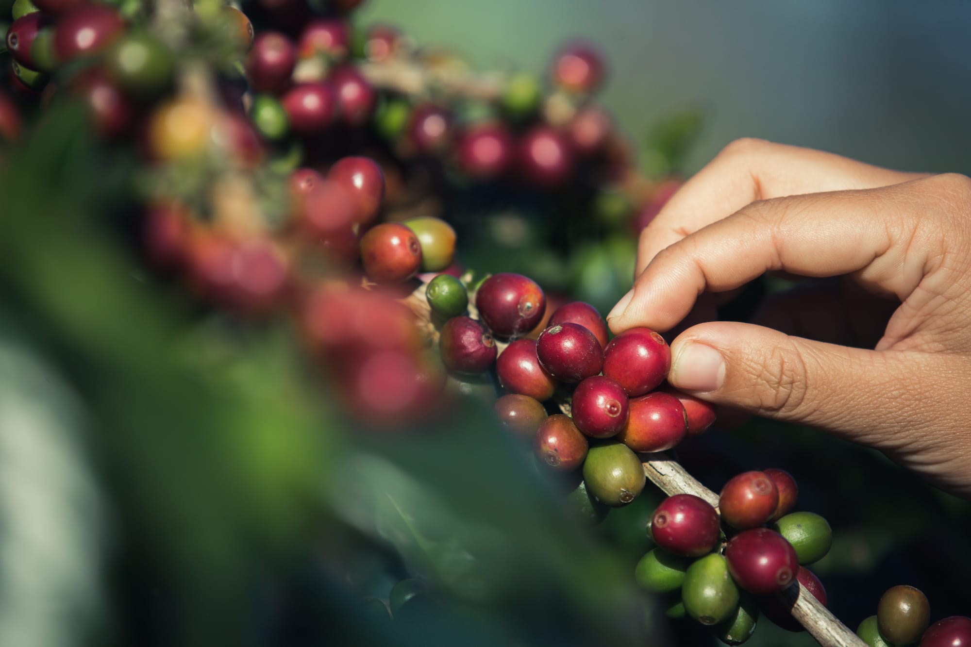 Hands that are picking coffee beans from the coffee tree