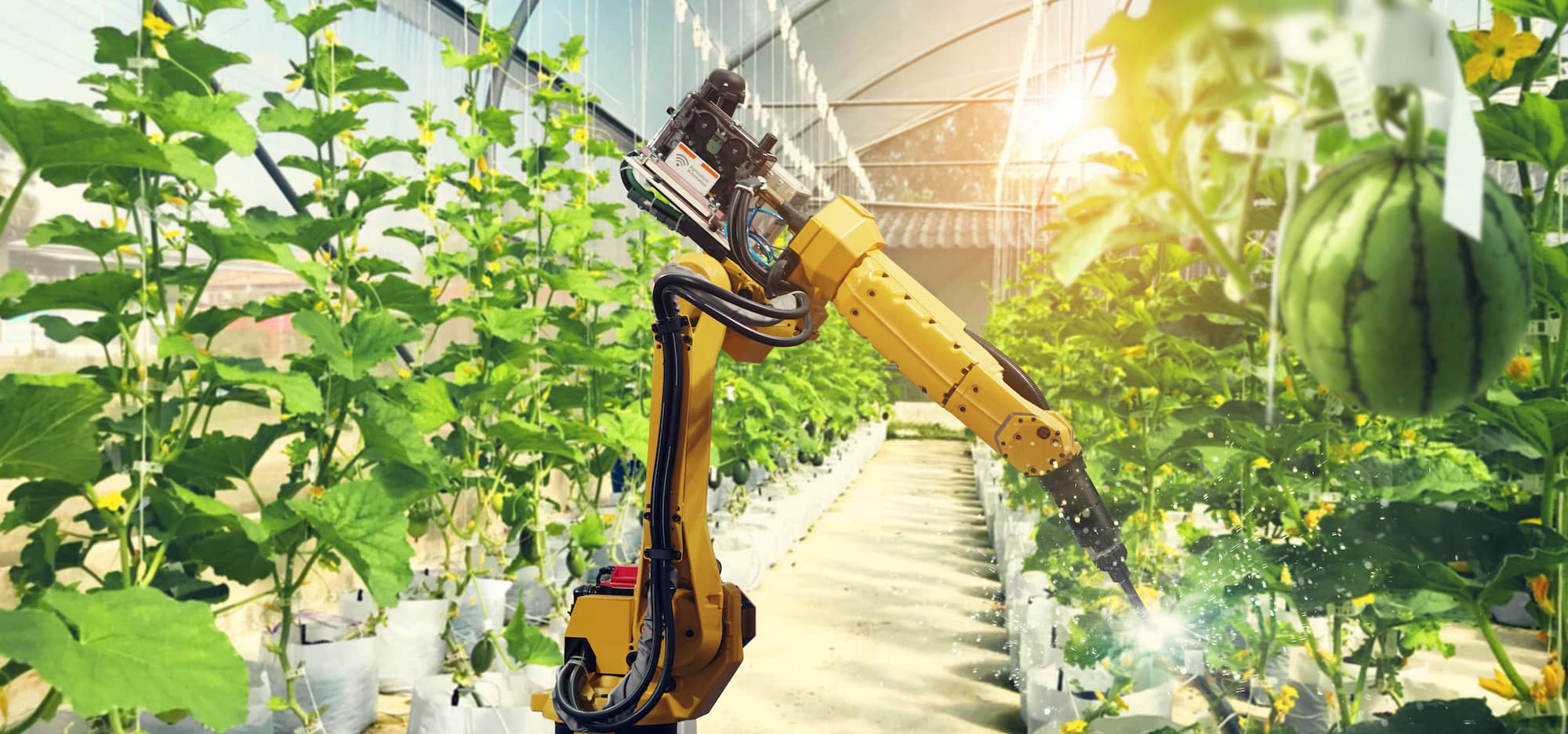Artificial intelligence. Pollinate of fruits and vegetables with robot. Detection spray chemical. Leaf analysis and oliar fertilization. Agriculture farming technology concept.